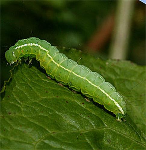 Réf. 25 679 : Craniophora ligustri
