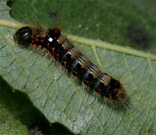 Réf. 25 727 : Clostera anachoreta