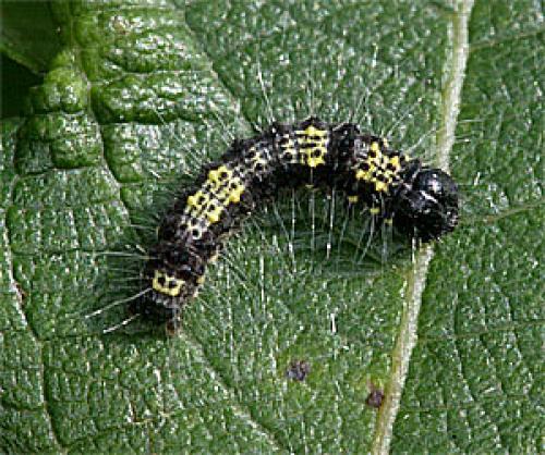 Clostera sp.