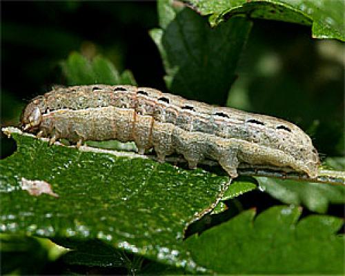 Noctua pronuba