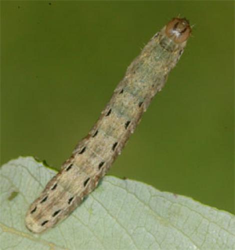 Noctua pronuba