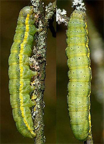 Lacanobia oleracea