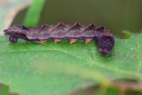 Thyatira batis