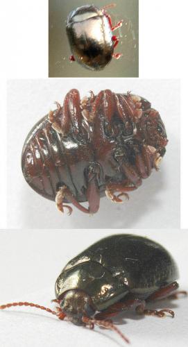 Chrysolina bankii
