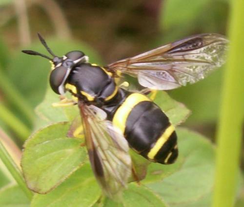 Chrysotoxum bicinctum