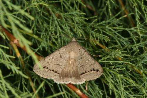Réf. 25 008 : Clytie illunaris