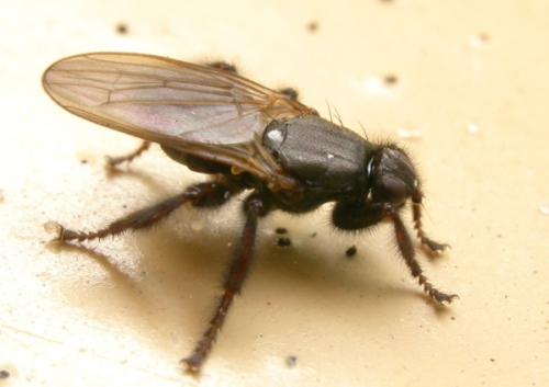 Coelopa pilipes
