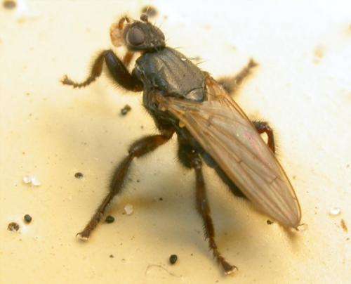 Coelopa pilipes