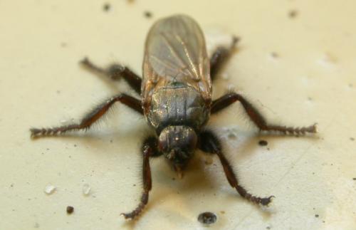 Réf. 25 047 : Coelopa pilipes