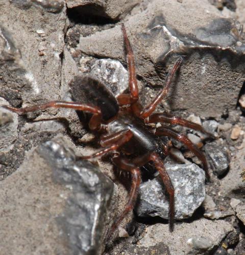 Réf. 25 265 : Coelotes sp.