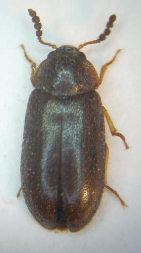 Tetratoma desmarestii
