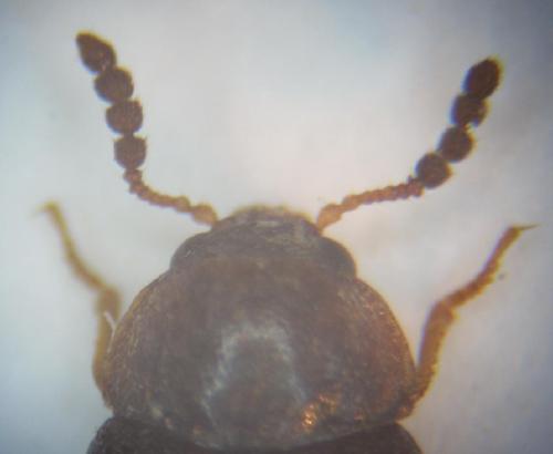 Tetratoma desmarestii