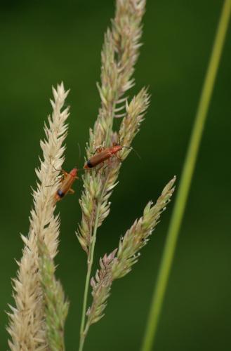 Réf. 25 963 : Rhagonycha fulva