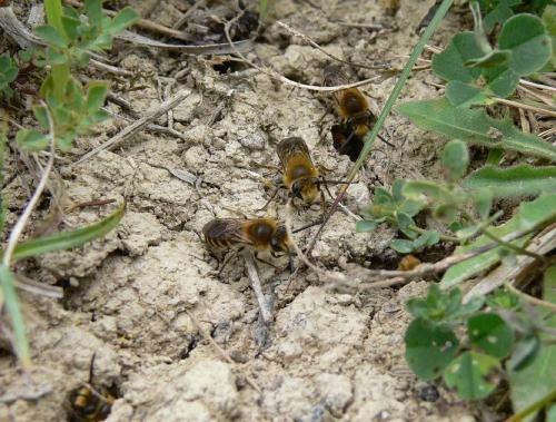 Colletes hederae