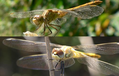 Réf. 25 362 : Sympetrum sp.