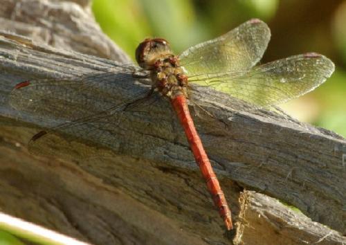 Sympetrum striolatum