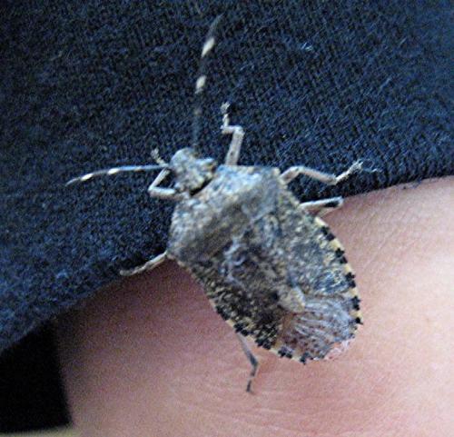 Rhaphigaster nebulosa