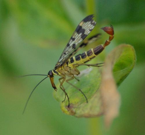 Panorpa vulgaris