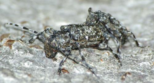 Réf. 25 127 : Aegomorphus clavipes
