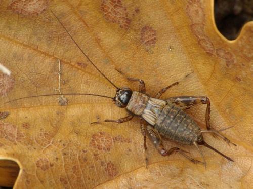Nemobius sylvestris sylvestris