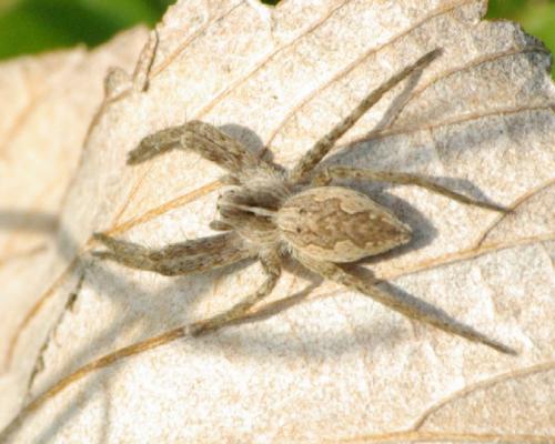 Pisaura mirabilis