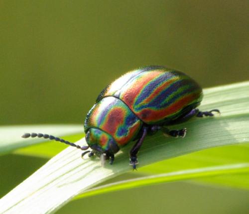 Chrysolina cerealis