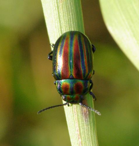 Chrysolina cerealis