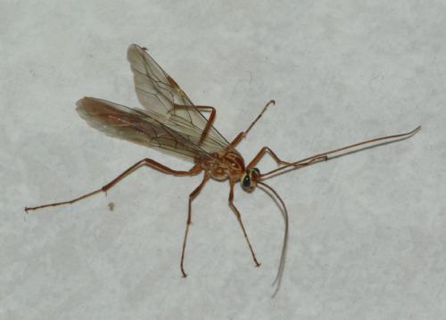 Ophion sp.
