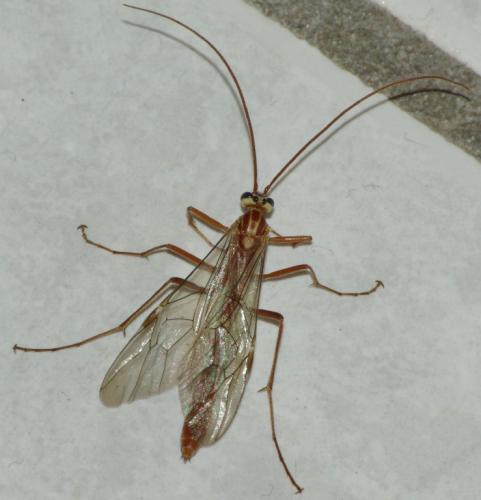 Réf. 25 345 : Ophion sp.