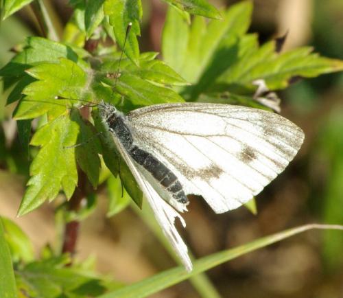 Réf. 25 516 : Pieris napi