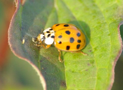Harmonia axyridis