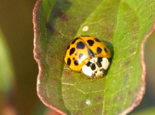 Harmonia axyridis