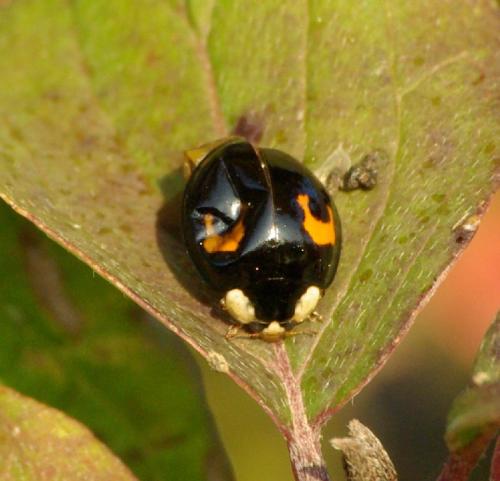 Harmonia axyridis
