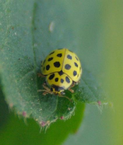 Psyllobora vigintiduopunctata