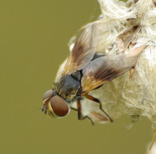 Réf. 25 685 : Ectophasia sp.