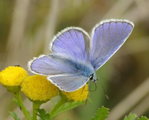 Réf. 25 565 : Polyommatus sp.