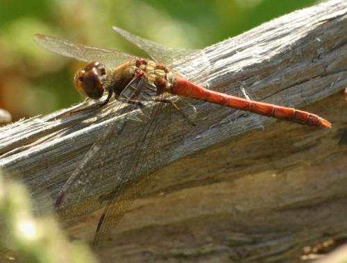 Sympetrum striolatum