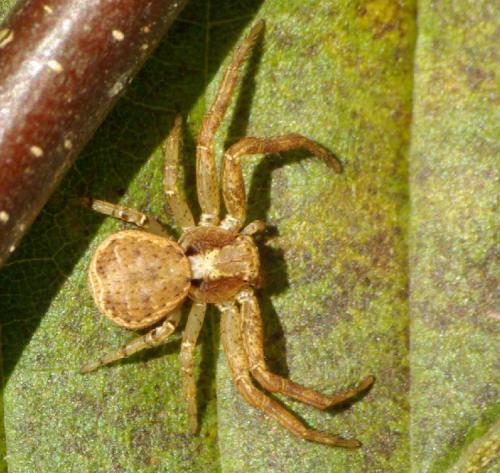 Xysticus sp.