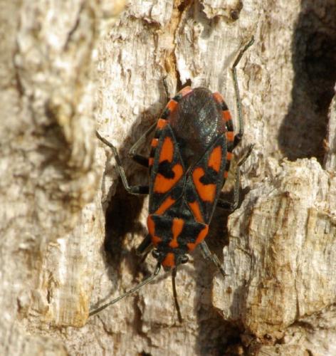 Spilostethus saxatilis
