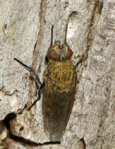 Pollenia sp.