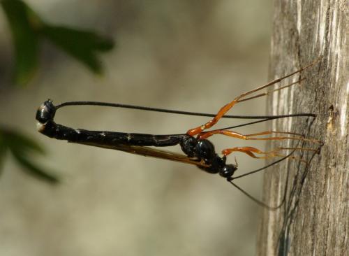 Réf. 25 732 : Dolichomitus sp.