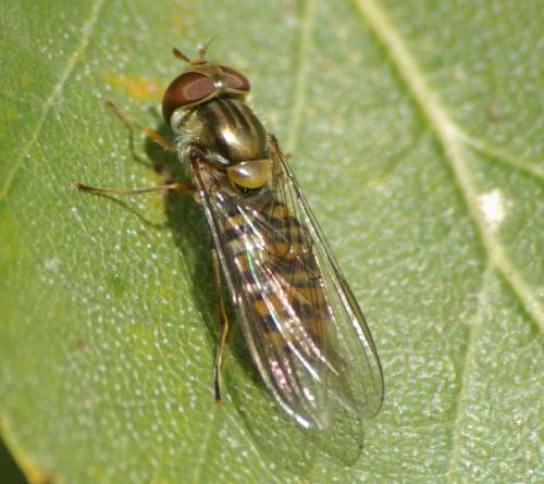 Episyrphus balteatus