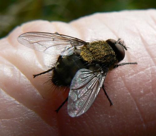 Pollenia sp.