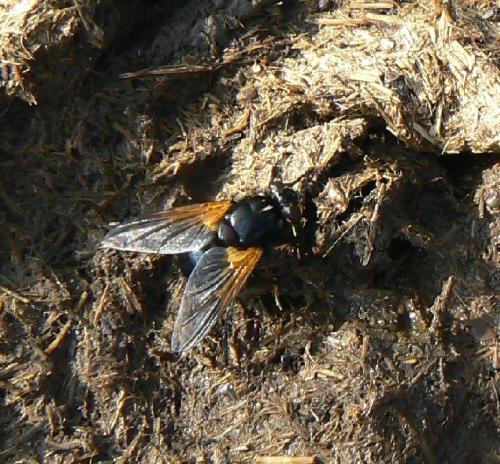 Mesembrina meridiana