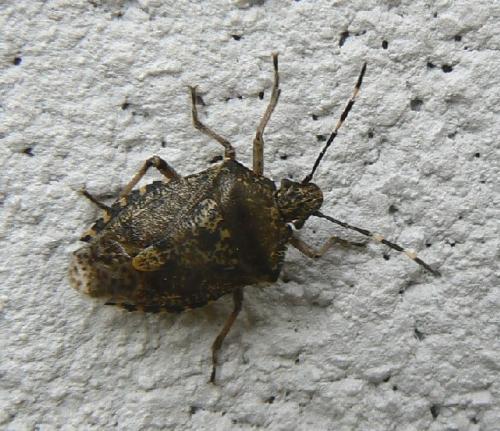 Rhaphigaster nebulosa