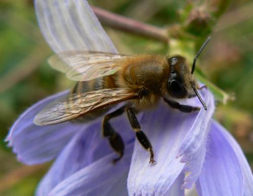 Apis mellifera