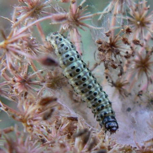Réf. 25 533 : Sitochroa palealis