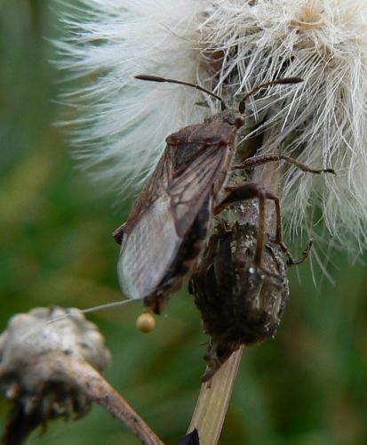 Stictopleurus sp.