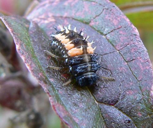 Harmonia axyridis
