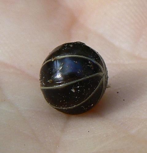 Glomeris marginata